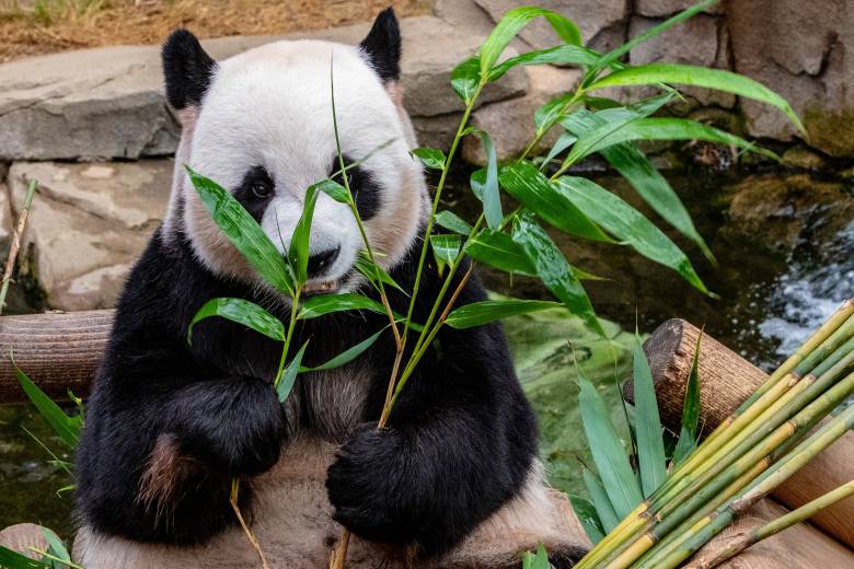 Pythonデータ解析ライブラリ【Pandas】の基本的な使い方と操作方法